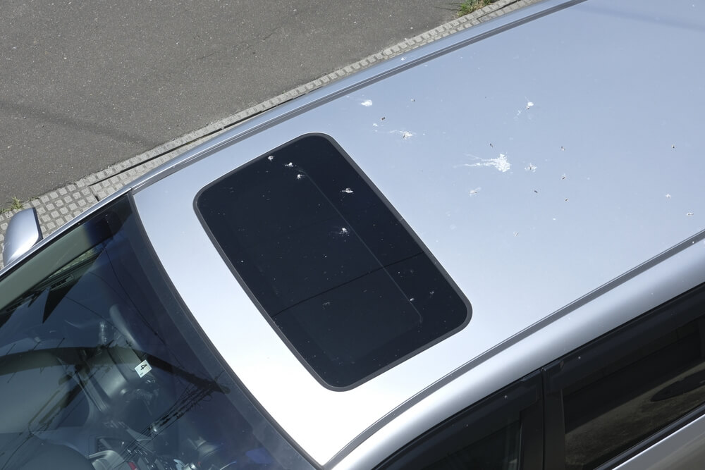 車に付いた虫の汚れや鳥のフン！どうしたらいい？除去方法や対策などをご紹介します